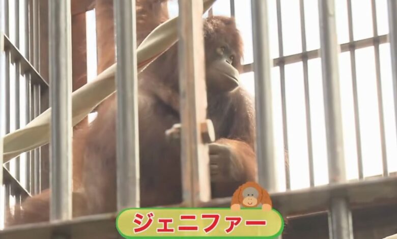 Orangutan Jennifer, Hayato pererat persahabatan Indonesia-Jepang